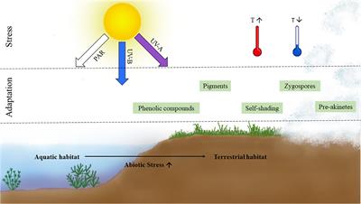 Temperature- and <mark class="highlighted">light stress</mark> adaptations in Zygnematophyceae: The challenges of a semi-terrestrial lifestyle